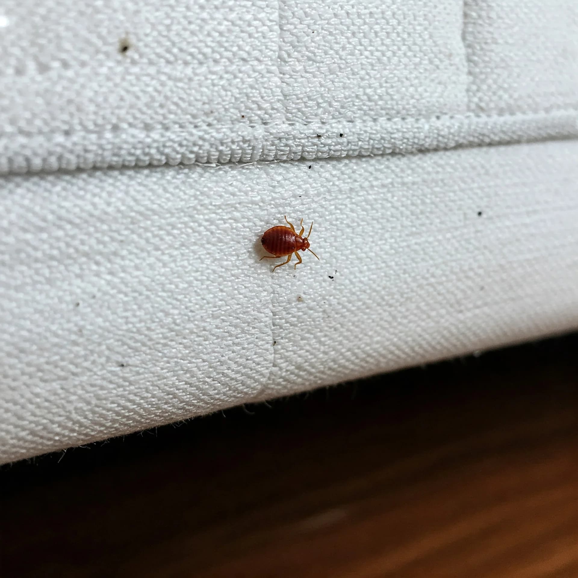Bed Bug Identification and Treatment Guide for Australian Homes - Bed Bugs pest control