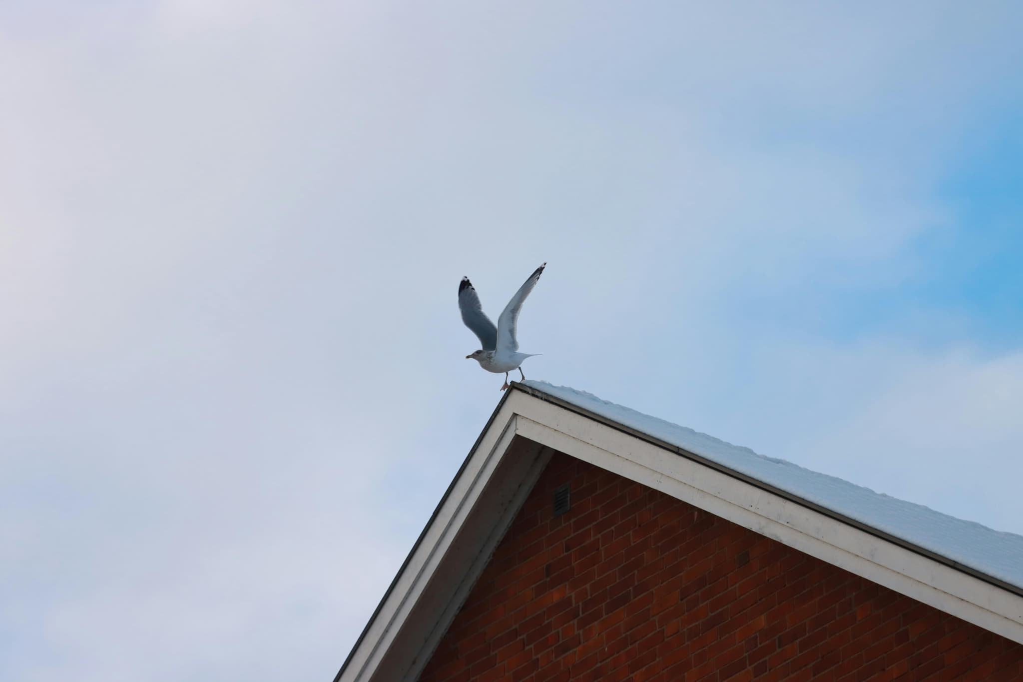 Professional Bird Control Services
