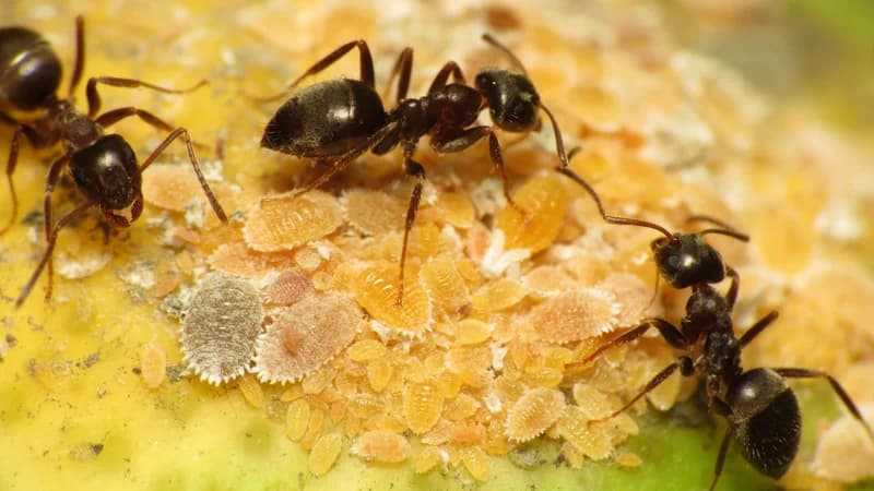 Black house ant identification - common household pest
