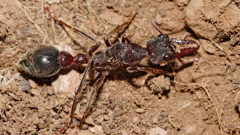 Bull ant species identification - Australia's most dangerous ant