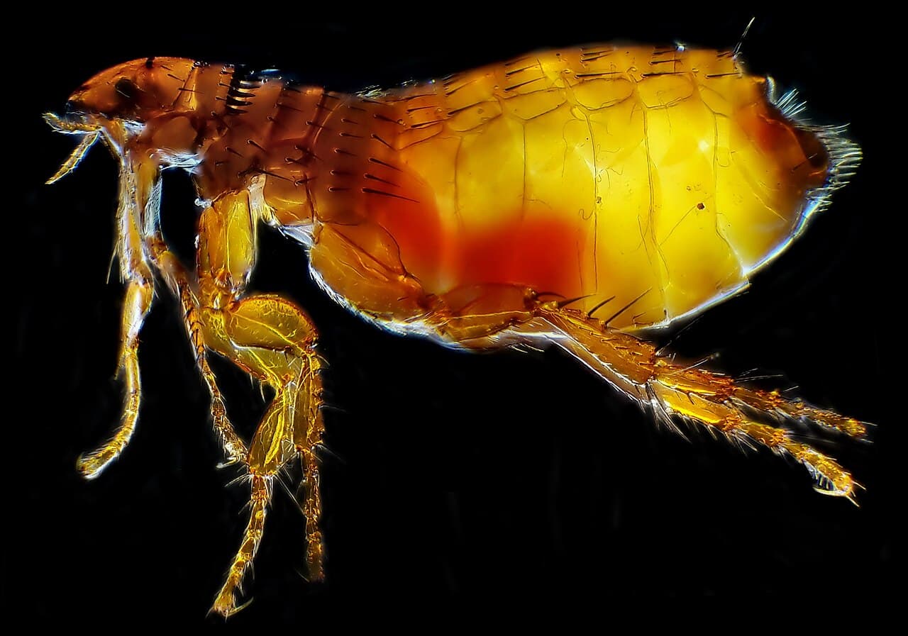 Cat Flea - T47 Pest Control