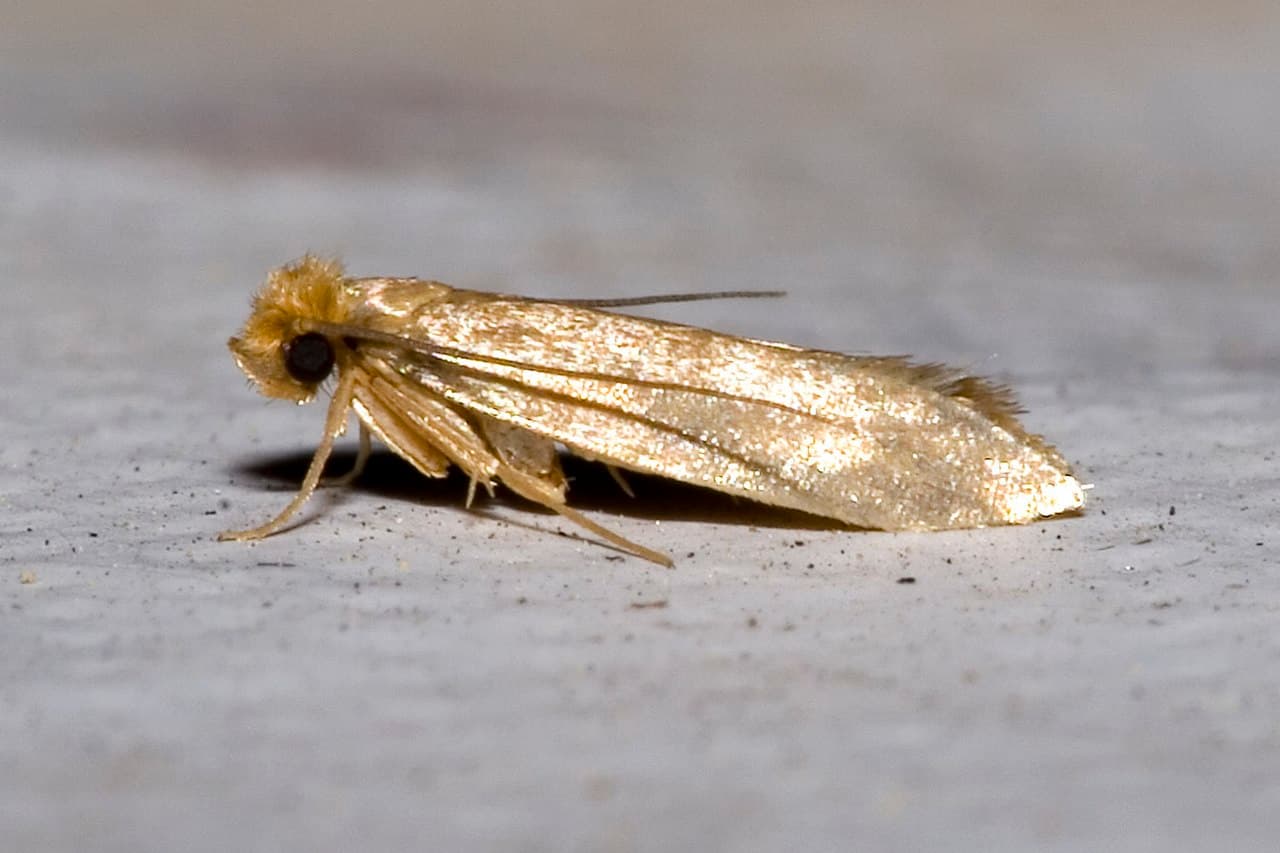 Clothes Moths - T47 Pest Control