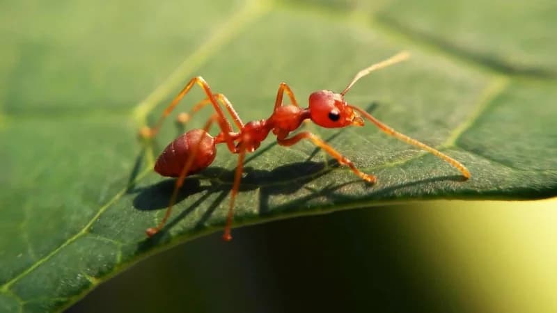 Red fire ant identification - invasive species in Australia