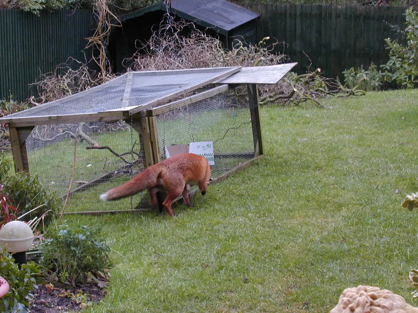 Red fox circling a backyard chicken run looking for a way in