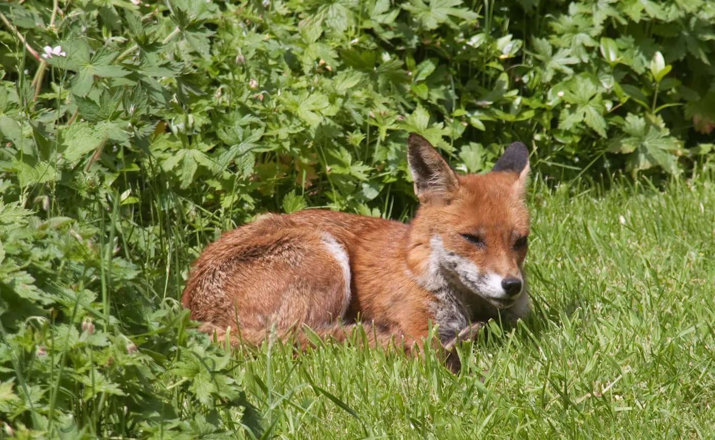 Red fox resting in dense garden cover, a typical fox den site in Melbourne backyards