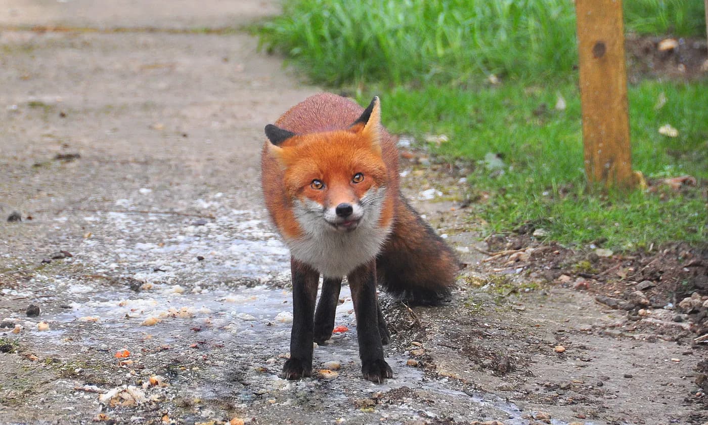 Red fox walking along a garden path toward the camera