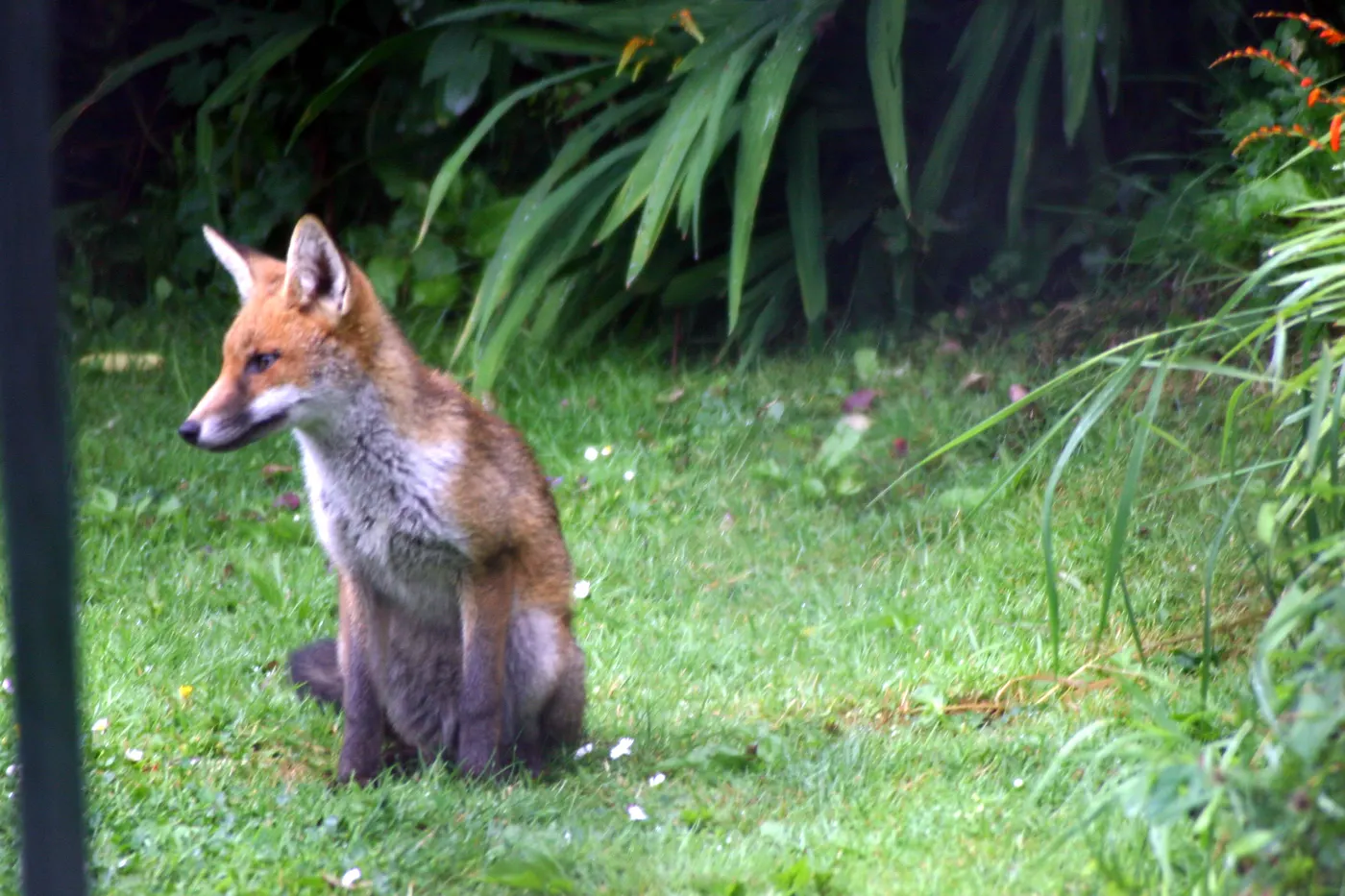 Young red fox sitting on the lawn of a suburban backyard garden
