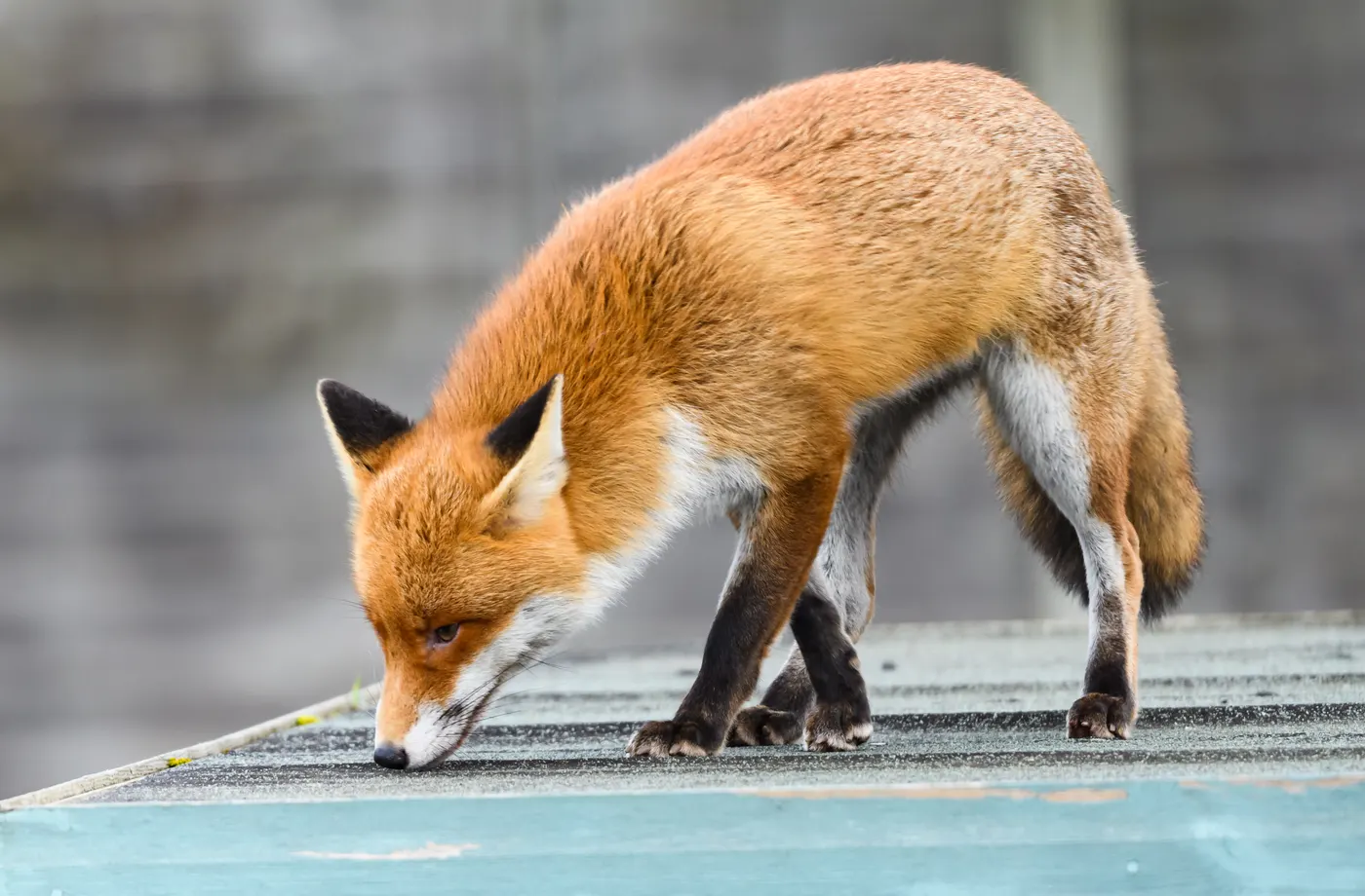 Red fox sniffing along the roof of a backyard shed