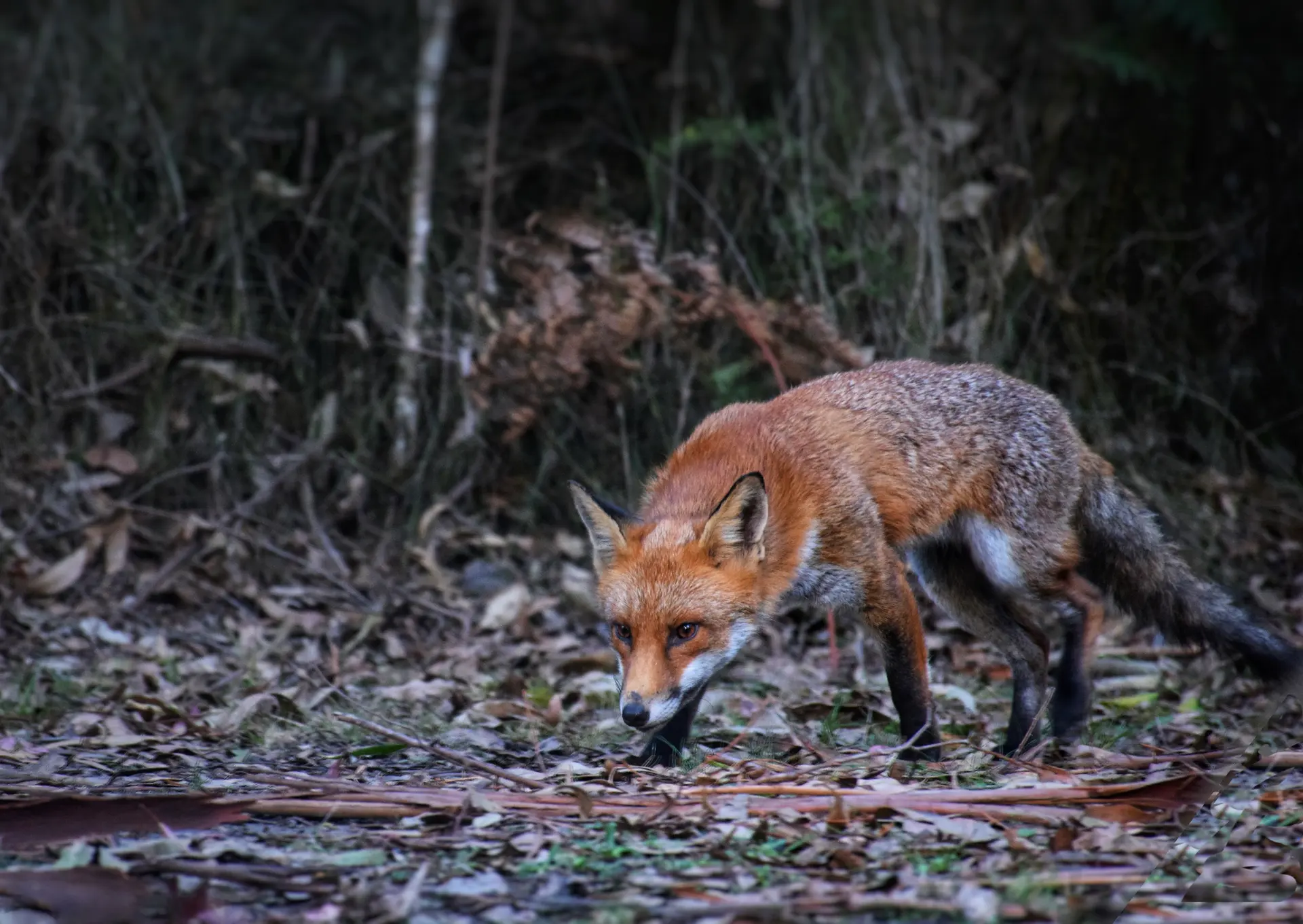Red fox prowling through leaf litter on the edge of Melbourne bushland