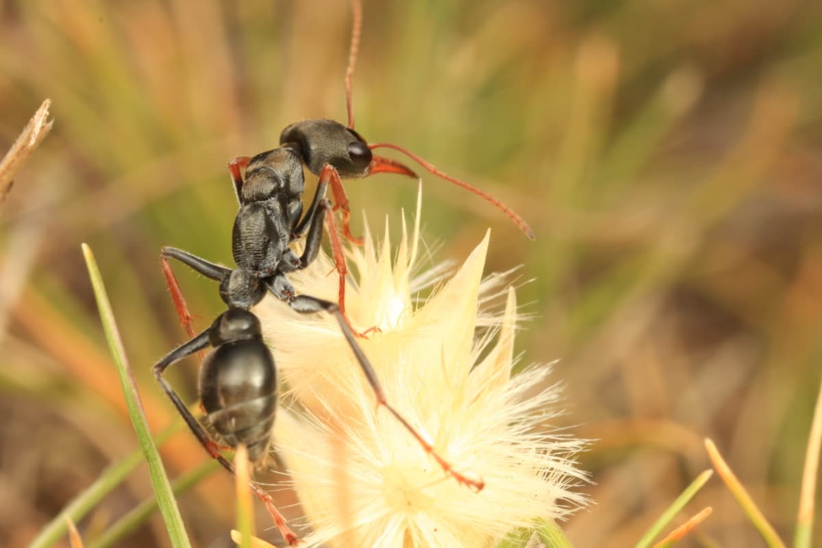 Jack jumper ant identification - Tasmania's deadly ant species