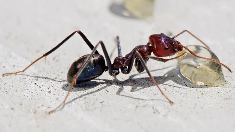 Meat ant identification - territorial ground-dwelling species
