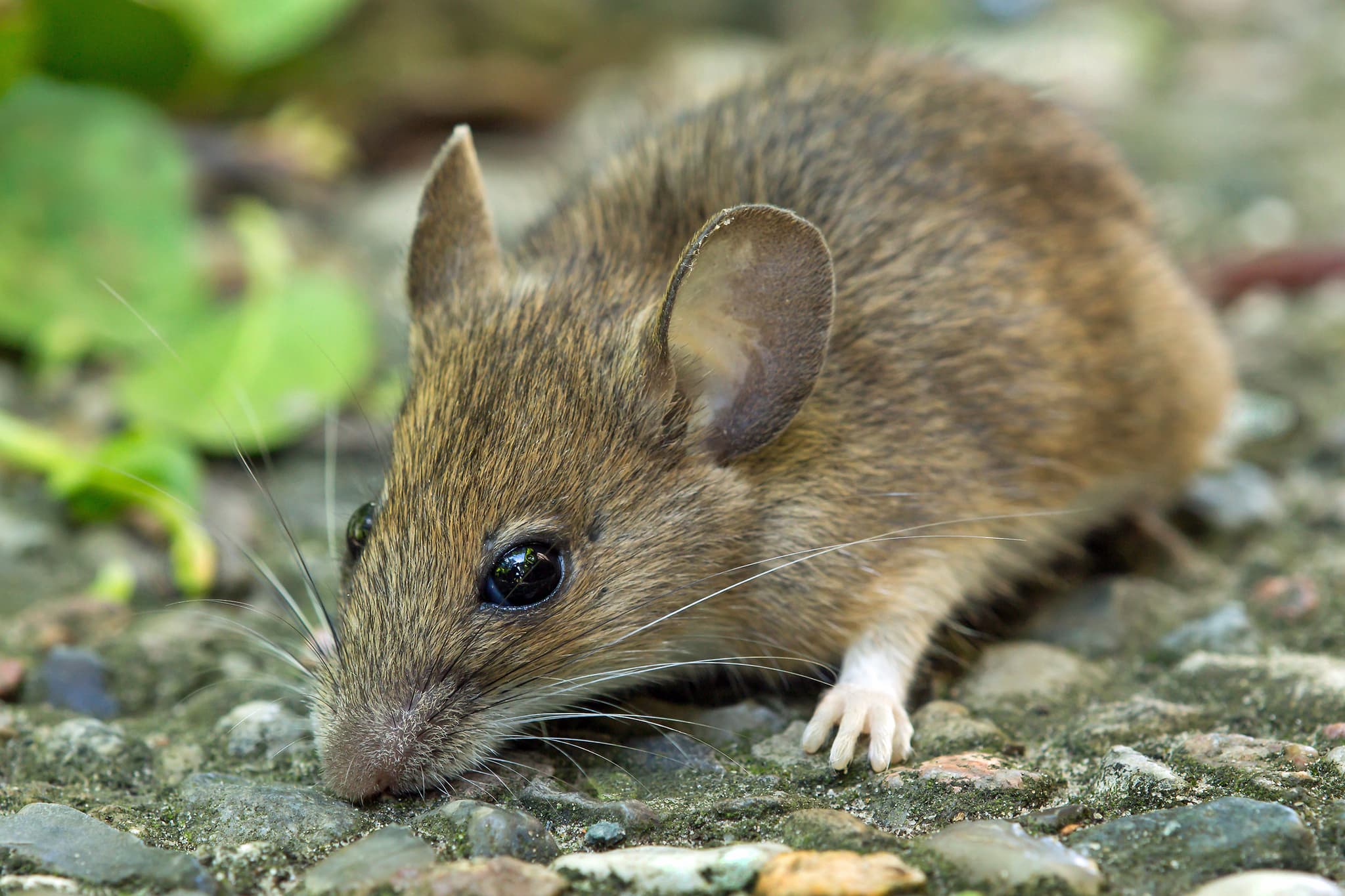 Mouse Identification
