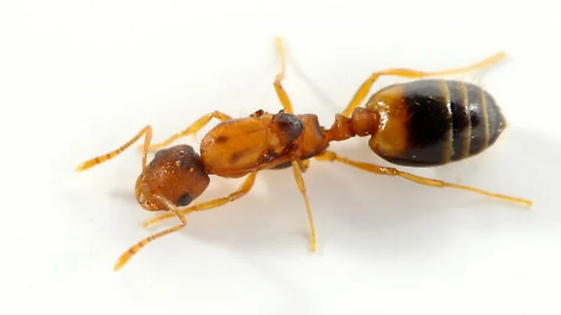 Pharaoh ant identification - hospital and healthcare pest