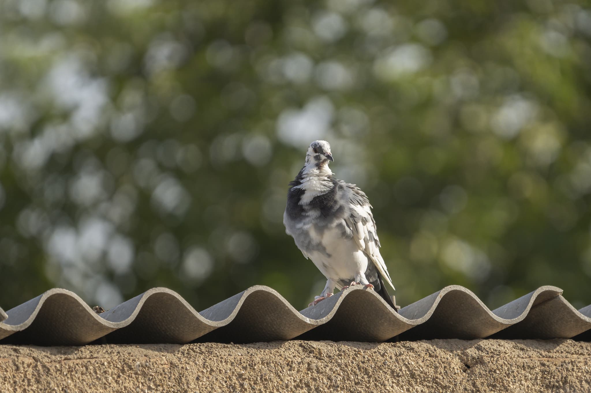 Pigeons (Rock Doves) - T47 Pest Control