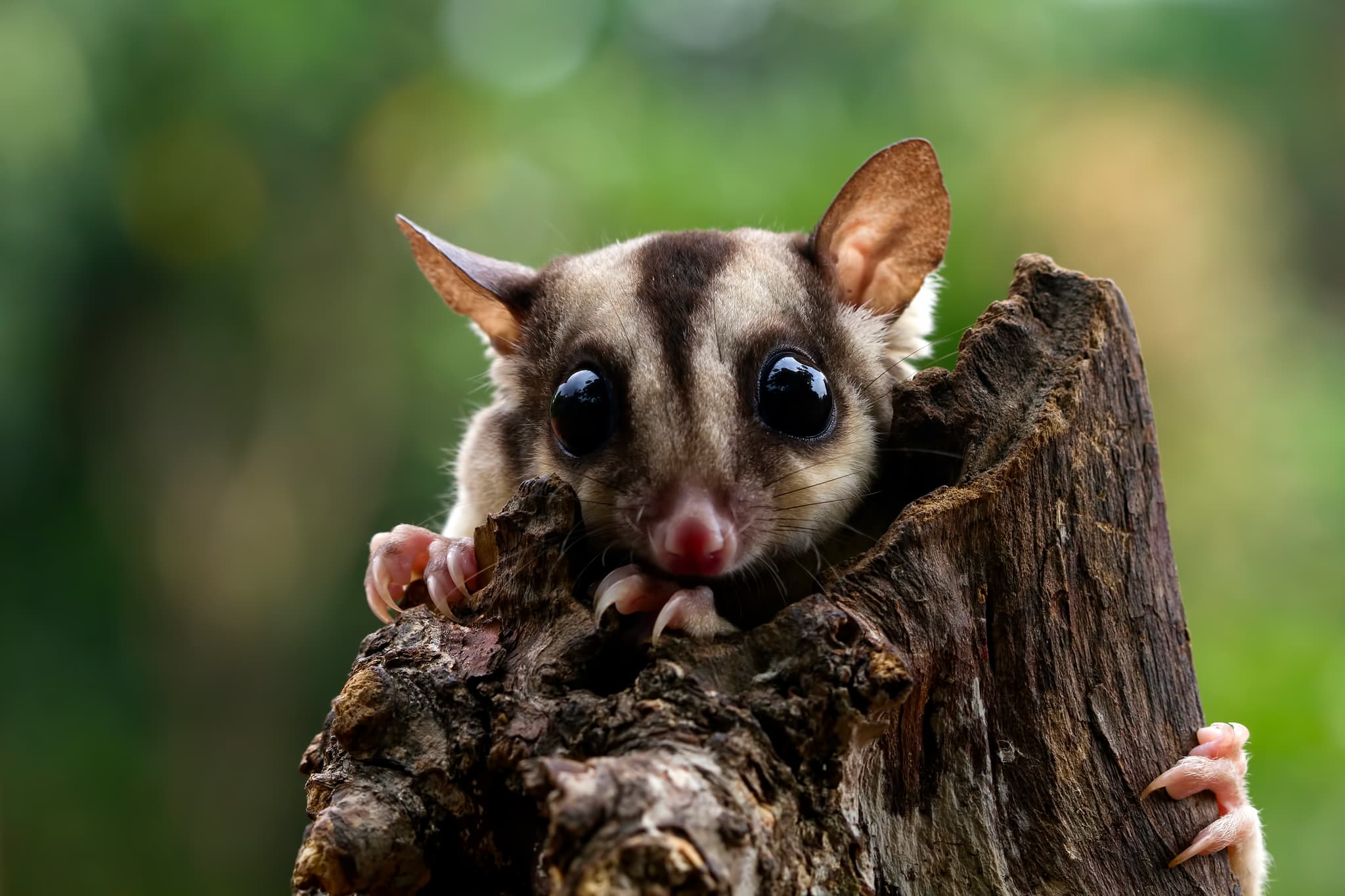 Professional Possum Control Services
