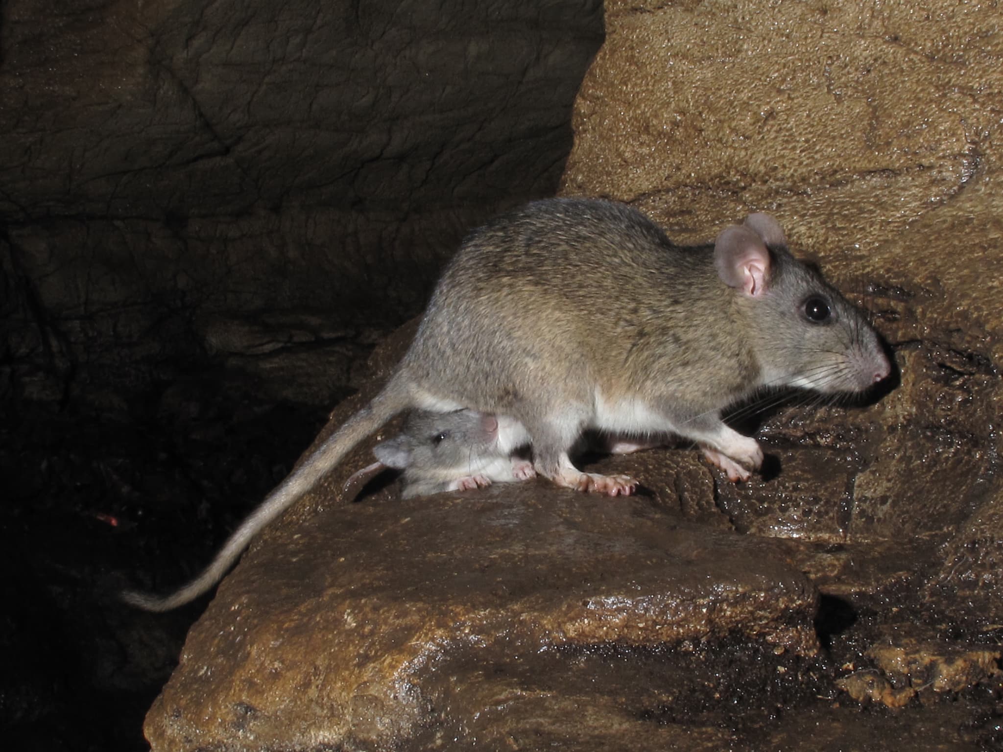 Rat Identification