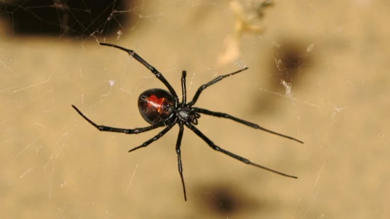 Dangerous Australian spiders identification and control guide featuring redback spider