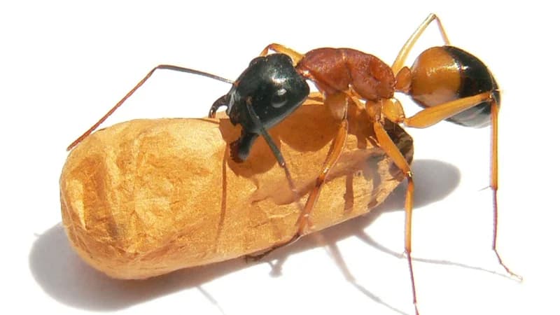 Sugar ant identification - branded sugar ant species