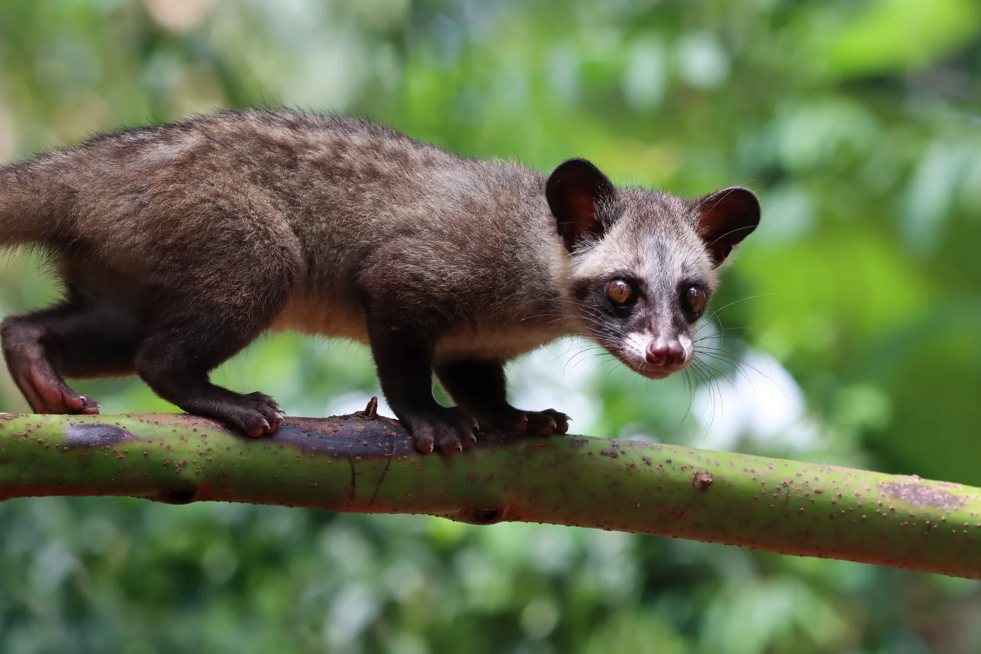 Professional Possum Control and Removal Services