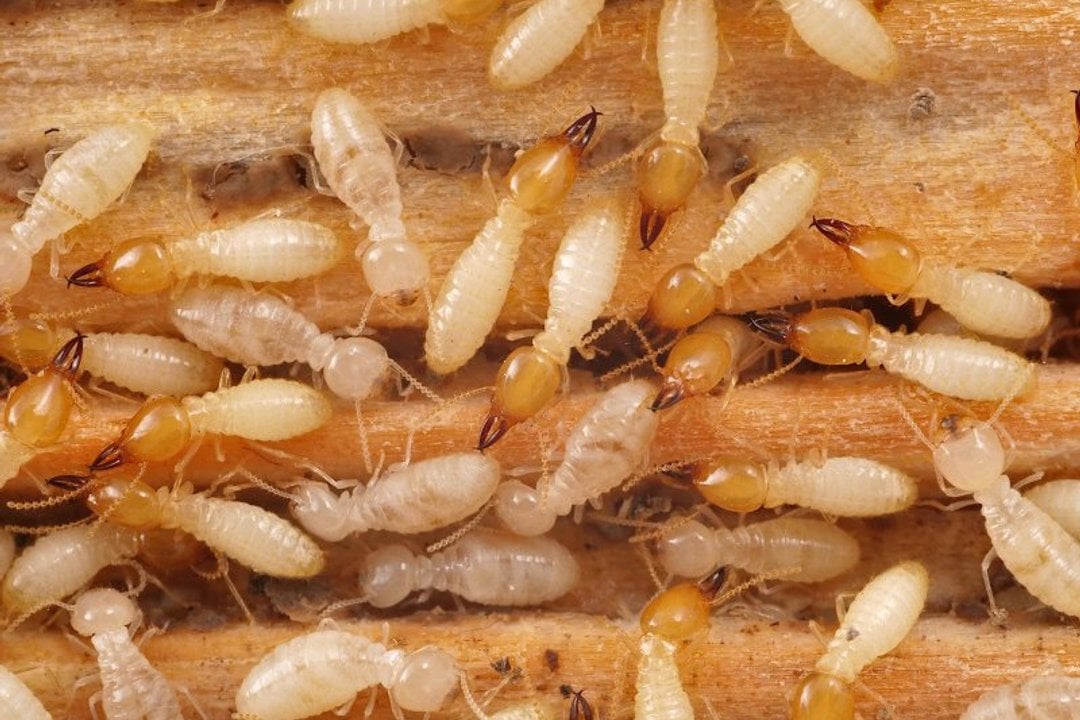 Termite Solutions