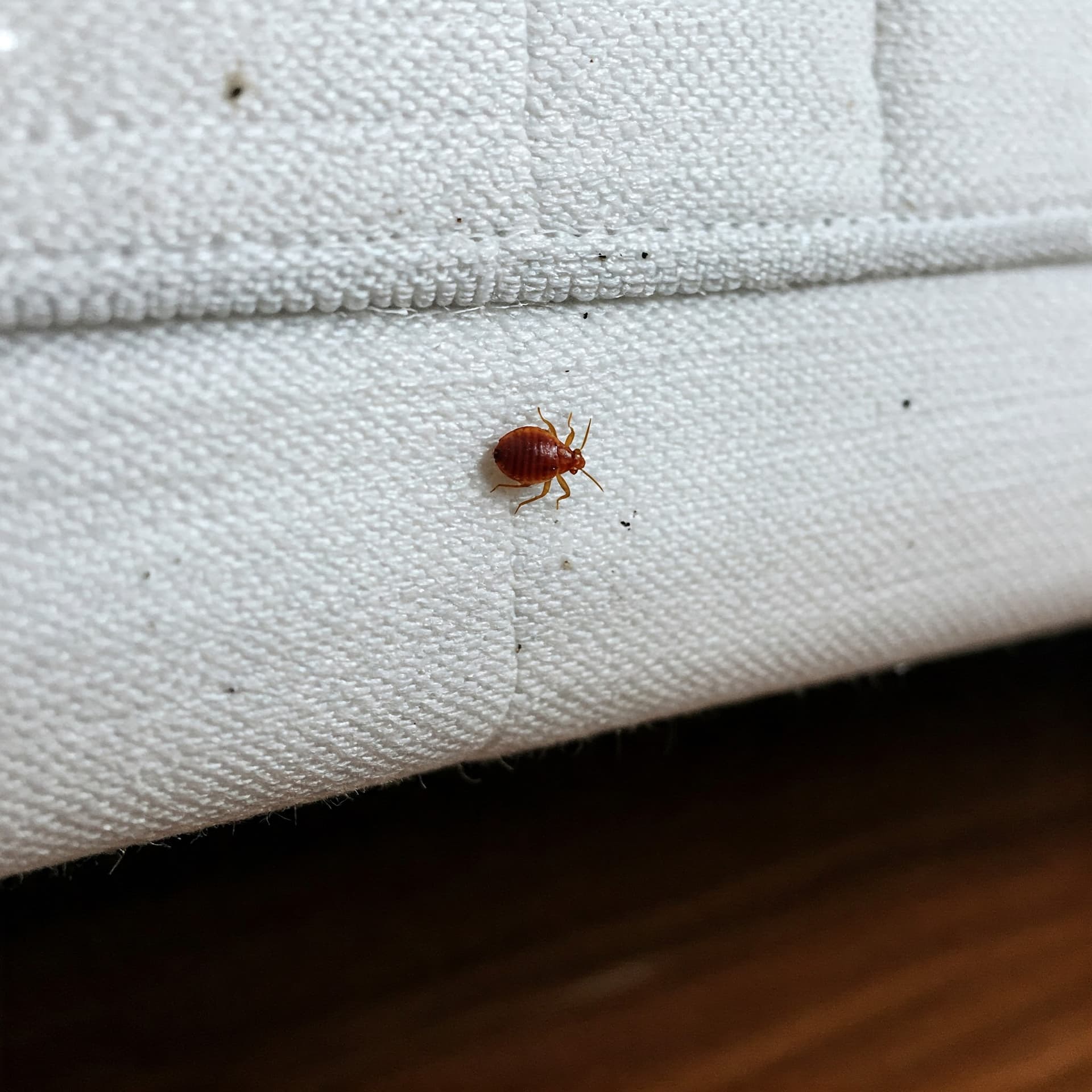 Bed Bugs - Hospital Pest Control
