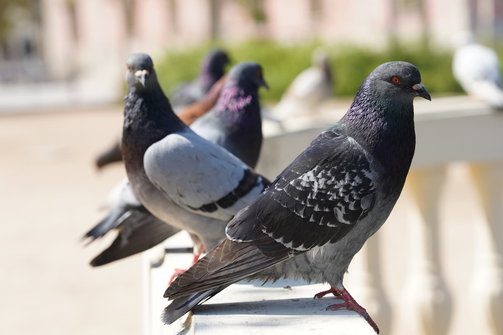 Birds - Warehouse Pest Control
