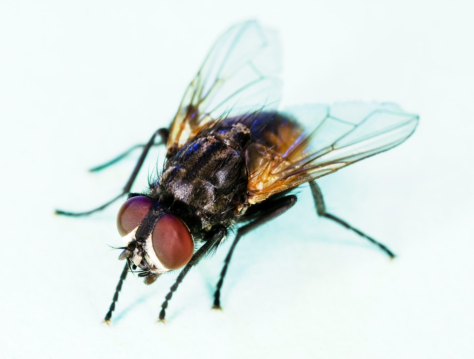 House Fly - T47 Pest Control