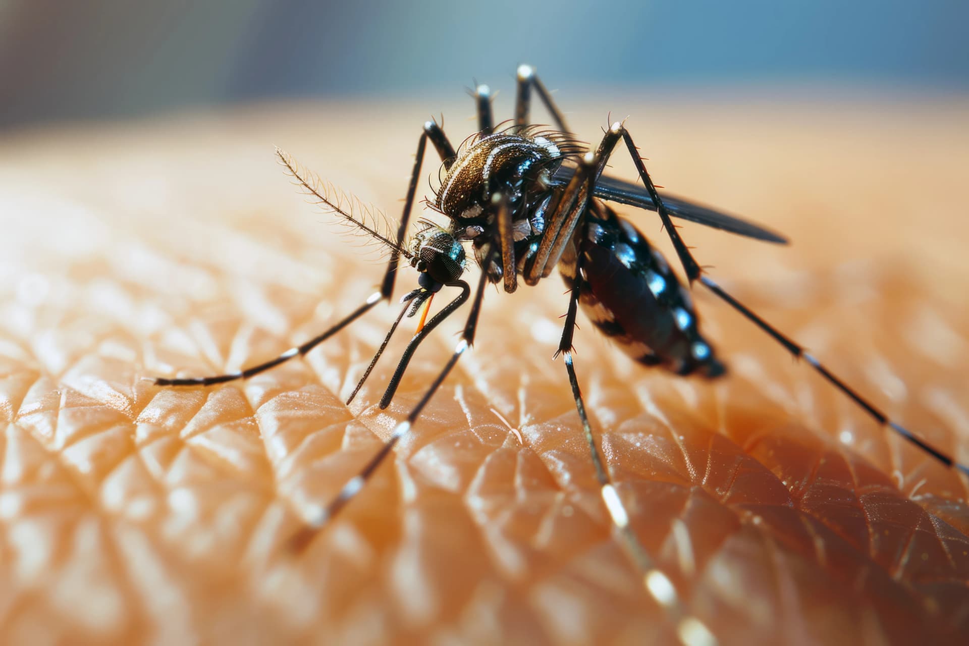 Mosquito Control Hero
