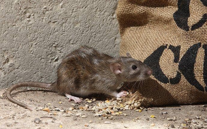 Norway Rat - T47 Pest Control