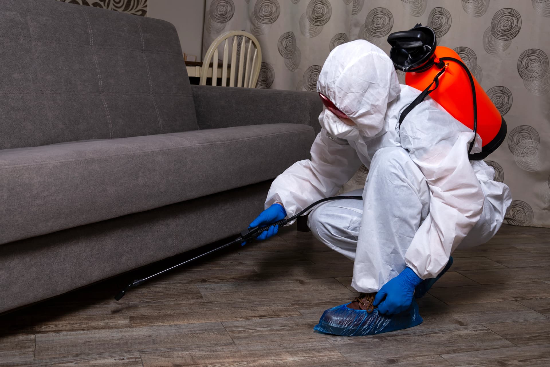 Pest Risks in Box Hill