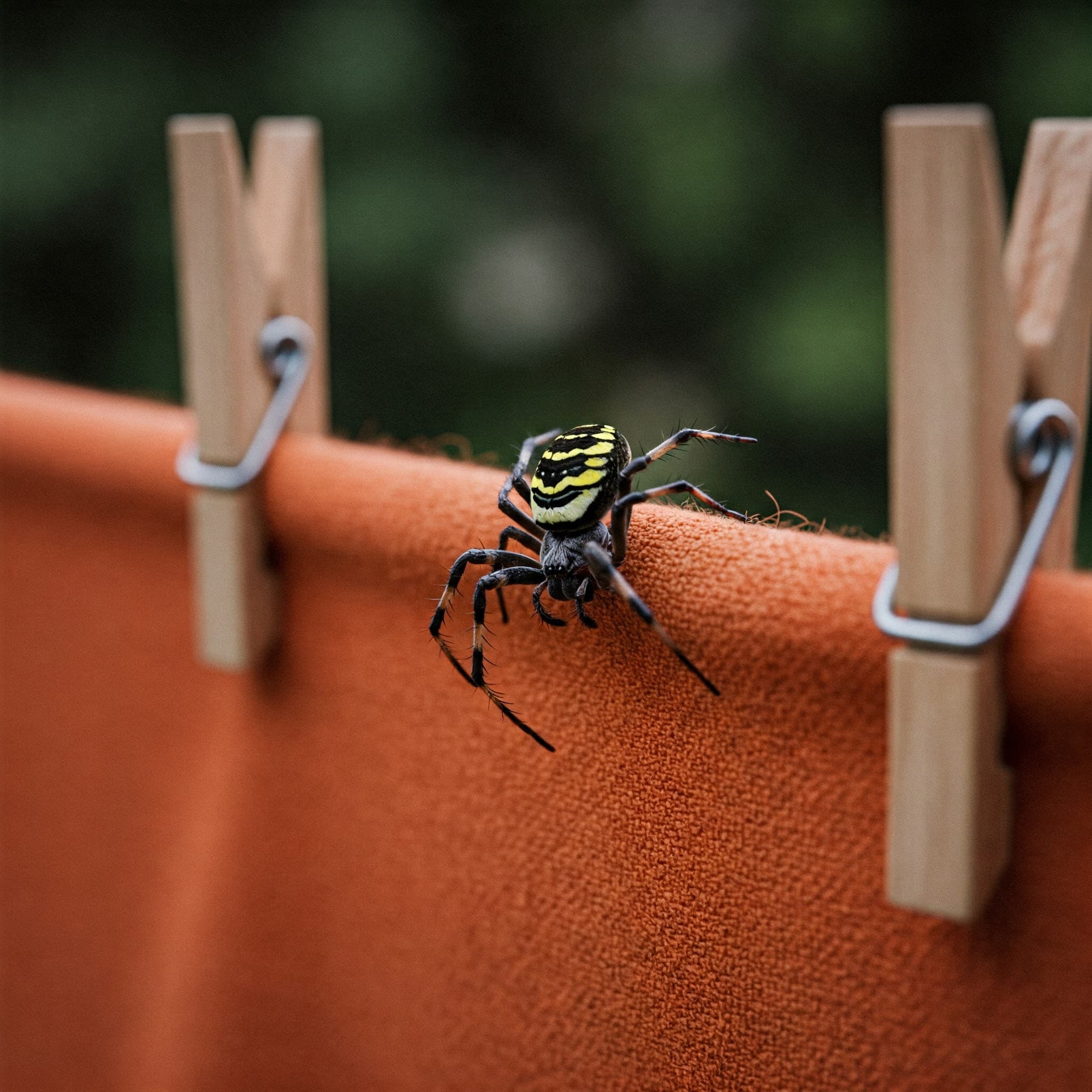 Venomous Spiders - Construction Site Pest Control