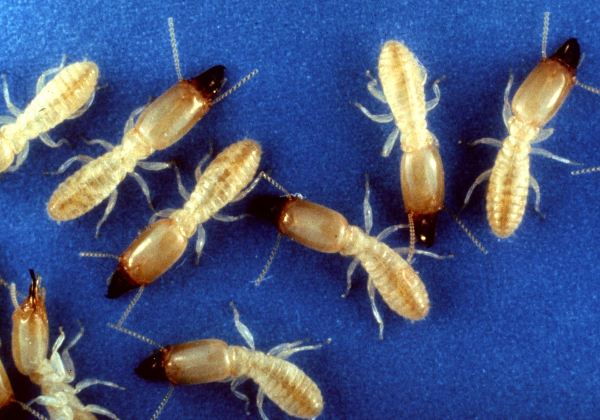 Termite Monitors