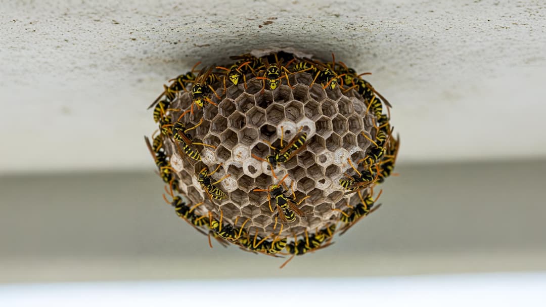 Wasps & Hornets - Construction Site Pest Control